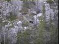 Grizzlies, Wolves, and other North American Carnivores