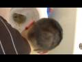 videos de skiiii (9)