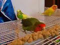 Lovebirds & Budgie Enjoy Snack Time Lovebirds & Budgie Enjoy Snack Time