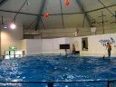Noboribetsu Marine Park -dolphin show -2