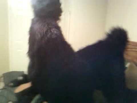 vids-porn-gorilla-free-download