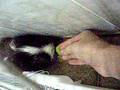videos de Flicker Porquinho da Índia