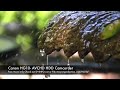 Canon HG10 Preview Footage