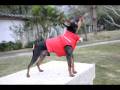 Prague Ratter (Prazsky Krysarik) Bobby howling
