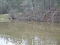Acris crepitans frog call