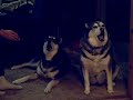 Malamutes howling!!!