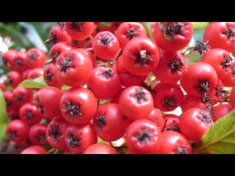how to grow pyracantha from cuttings