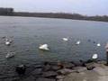 Swans on the Danube