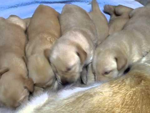 13 Lab Puppies Nursing