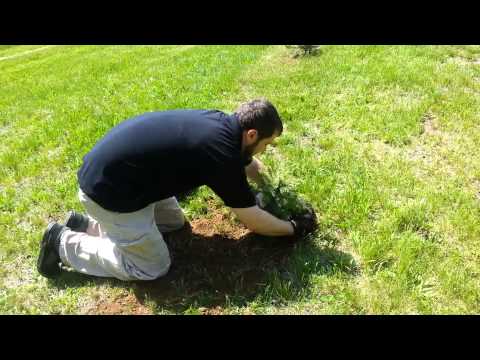 how to fertilize blue spruce
