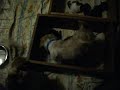 Katy Puppy Mill Pups 002
