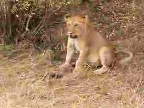 YOUNG LION CUB
