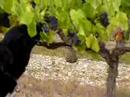 Porto fait les Vendanges