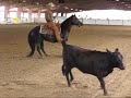 Working Cow Horse