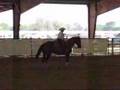 Working Cow Horse