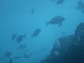 Sargos em Porto Covo