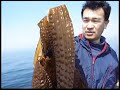 昆布漁 がごめ昆布