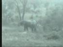 Elephants with babies p2 04-05-07 5.55 pm CAT Elephants with babies p2 04-05-07 5.55 pm CAT