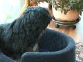 Tibetan Terriers playing 2 Tibetan Terriers playing 2