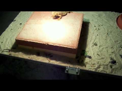 how to care for a uromastyx