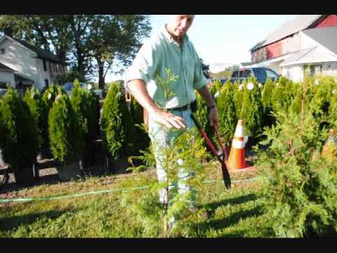 how to transplant norway spruce