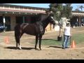 Zenyatta - best thoroughbred ever?