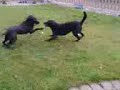 Video0001