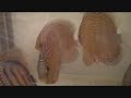 Royal Alenquer and Reds 2.wmv