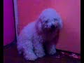 oshii boi the sungit boi! oshii boi the sungit boi!
