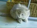 Munchkin Cat, Misty week 7 Munchkin Cat, Misty week 7