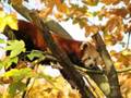videos de Tierpark Hellabrun (München Zoo) Animal Photos