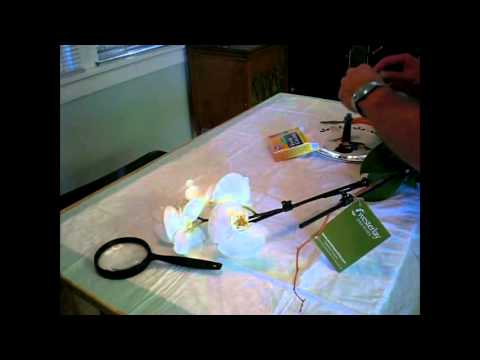 how to dye an orchid blue