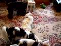 Japanese Chin video
