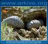 Ground Pangolin - AnimalClips