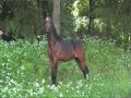 Zorian -arabian colt
