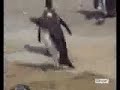 Pingüim doido Pingüim doido