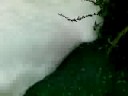 Vertidos r�o Alvedosa (Pazos de Borb�n)