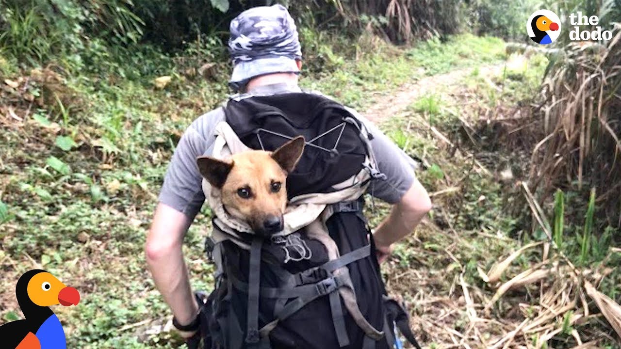 Guys Hike For Hours To Save Dog When Everyone Said It Couldn't Be Done | The Dodo