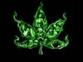 Gandzia, Gandzia, Marihuana
