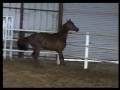 Pyro Thyme SA stallion