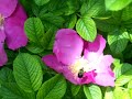 Bumble Bee and Rosa