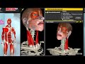 yoga anatomy - Muscle and Motion - Anatomy of the Muscular System