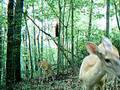 Trail cam vids