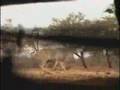 Ver Video