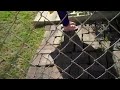 Pruning roses