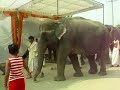 Cerimonial Elephant Feeding