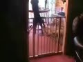 cat falling