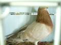 Nsw Pigeon fanciers- Young bird show