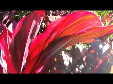 how to transplant cordyline