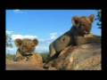 The (real) lion king part 2